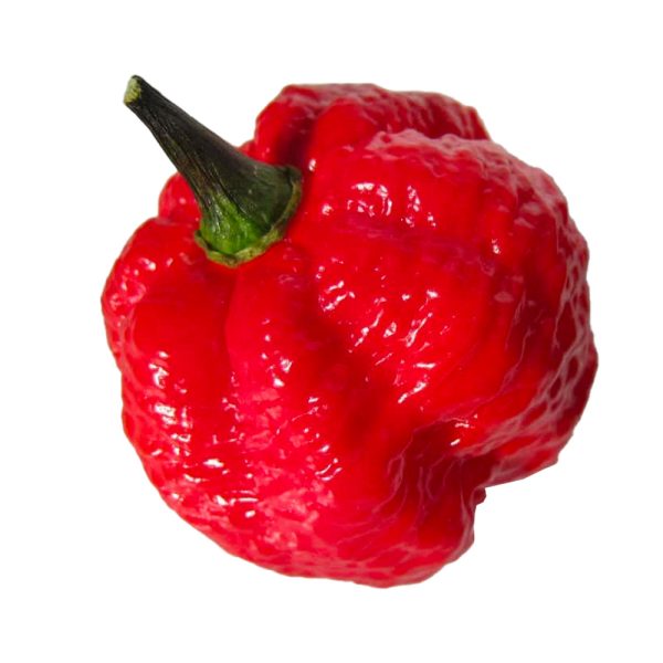 SEMI ISOLATI PEPERONCINO 7 POT BRAIN STRAIN RED CHINENSE - immagine 4