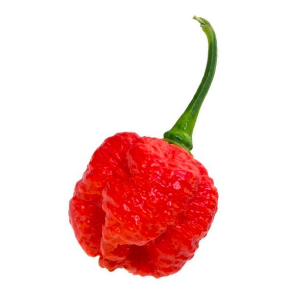 SEMI ISOLATI PEPERONCINO 7 POT BRAIN STRAIN RED CHINENSE