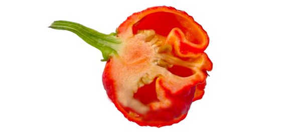 SEMI ISOLATI PEPERONCINO 7 POT BRAIN STRAIN RED CHINENSE - immagine 3