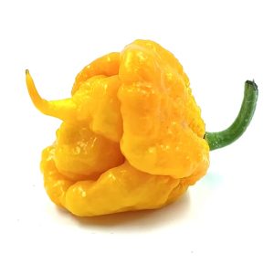 SEMI ISOLATI PEPERONCINO 7 POT PRIMO YELLOW