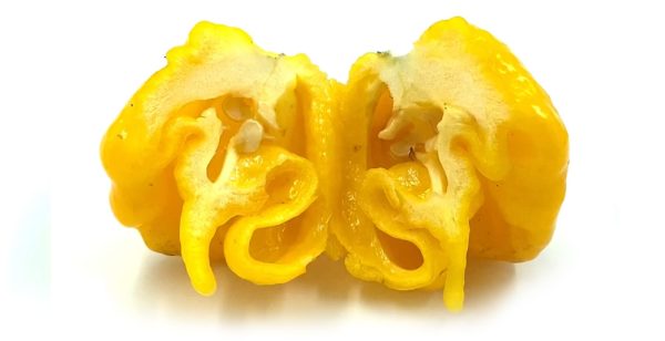 SEMI ISOLATI PEPERONCINO 7 POT PRIMO YELLOW - immagine 3