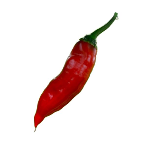 SEMI ISOLATI DI PEPERONCINO AJI ANGELO CAPSICUM BACCATUM