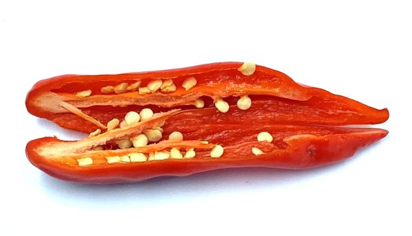 SEMI ISOLATI DI PEPERONCINO AJI BUBBA BACCATUM new - immagine 3