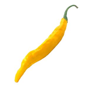SEMI ISOLATI DI PEPERONCINO AJI GUYANA CAPSICUM BACCATUM new