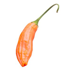 SEMI ISOLATI PEPERONCINO AJI  LITTLE FINGER ORANGE