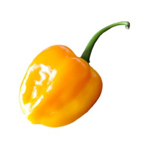SEMI ISOLATI DI PEPERONCINO AJI TANGERINE BACCATUM