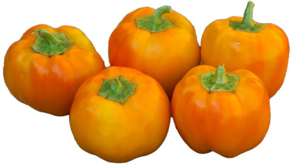 SEMI ISOLATI DI PEPERONCINO AJI TANGERINE BACCATUM - immagine 4