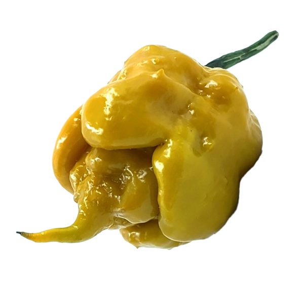 PIANTA DI PEPERONCINO CHINENSE BAHAMIAN BEAST MUSTARD - immagine 2