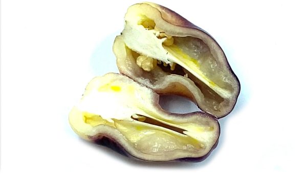 SEMI ISOLATI DI PEPERONCINO BBG MAMP BERRYGUM CHINENSE - immagine 3