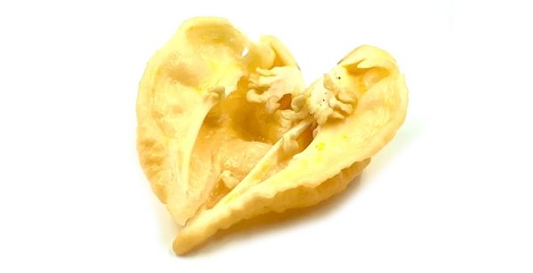 SEMI ISOLATI PEPERONCINO BENGAL NAGA PEACH CHINENSE - immagine 3