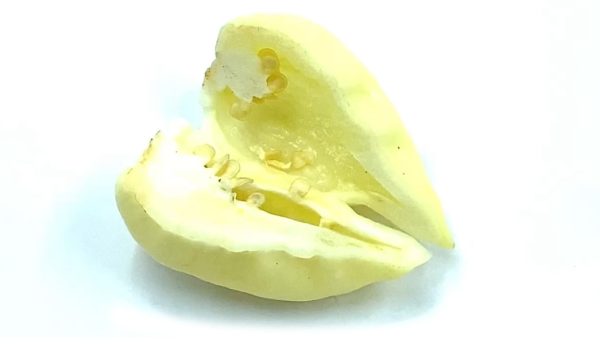 SEMI ISOLATI DI PEPERONCINO BHUT JOLOKIA WHITE - immagine 3