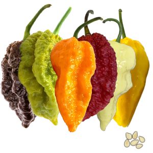 SEMI ISOLATI PEPERONCINO BIG MAMA CAPSICUM CHINENSE