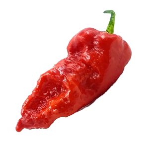 SEMI ISOLATI PEPERONCINO BIG RIOT RED CHINENSE