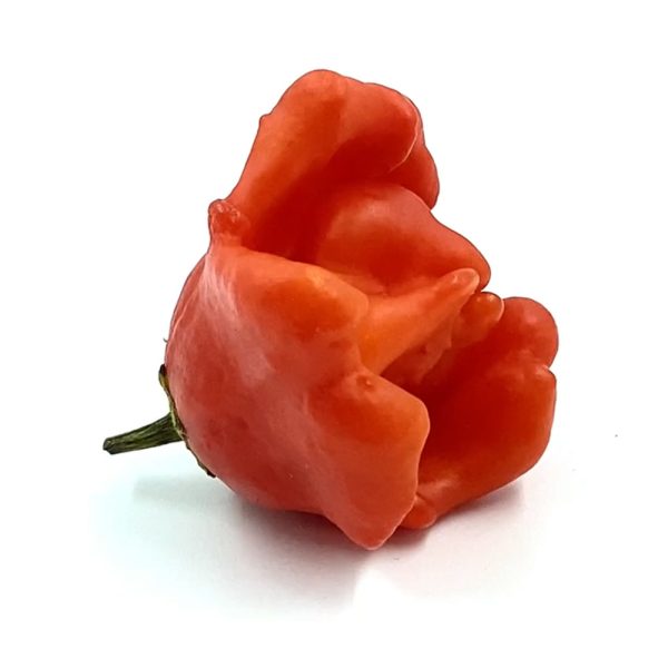 SEMI ISOLATI DI PEPERONCINO BISHOP'S CROWN BACCATUM