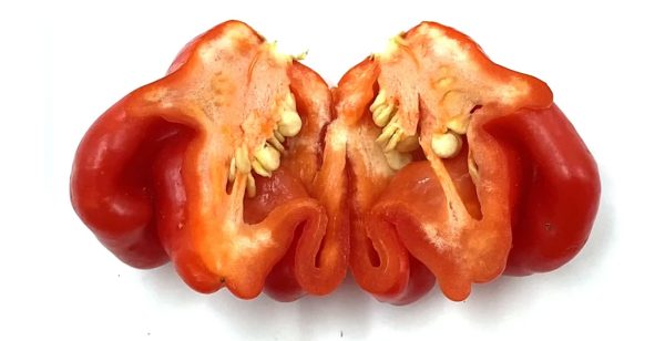 SEMI ISOLATI DI PEPERONCINO BISHOP'S CROWN BACCATUM - immagine 3