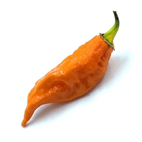 SEMI ISOLATI PEPERONCINO BLEEDING JIGSAW ORANGE