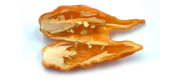 SEMI ISOLATI PEPERONCINO BLEEDING JIGSAW ORANGE - immagine 3