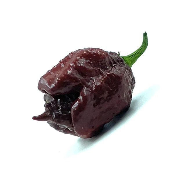PIANTA DI PEPERONCINO CHINENSE BORG 9 CHOCOLATE - immagine 2
