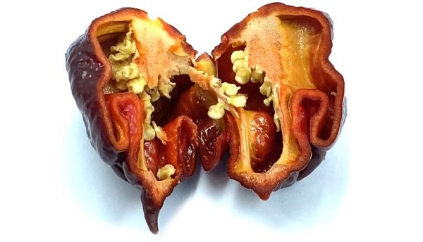 SEMI ISOLATI DI PEPERONCINO BORG 9 CHOCOLATE - immagine 3