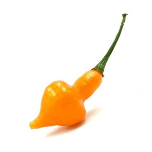SEMI ISOLATI PEPERONCINO CABACINHA LARANJA