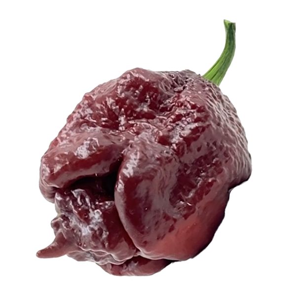 SEMI ISOLATI PEPERONCINO CAROLINA REAPER LONG CHOCO