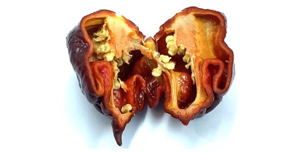 SEMI ISOLATI PEPERONCINO CAROLINA REAPER LONG CHOCO - immagine 3