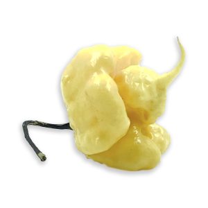 SEMI ISOLATI PEPERONCINO CAROLINA REAPER CREME