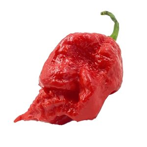 SEMI ISOLATI DI PEPERONCINO BORG 9 RED CHINENSE