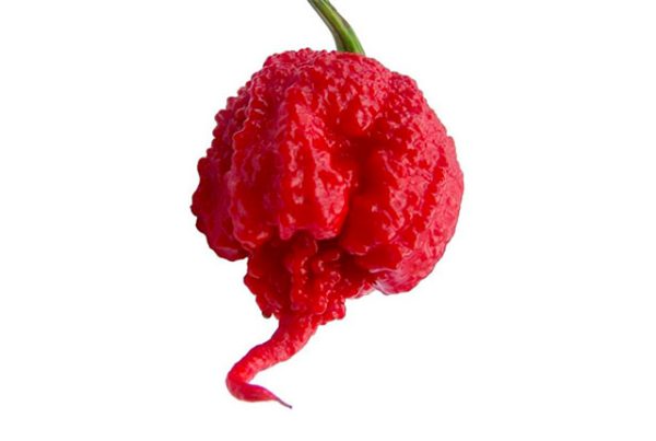 CREMA SALSA DI PEPERONCINO PICCANTE CAROLINA REAPER RED 90 Gr - immagine 2
