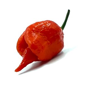 SEMI ISOLATI PEPERONCINO DEVIL'S TONGUE Y. x BLACK S. TONGUE