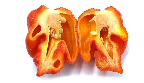 SEMI ISOLATI PEPERONCINO DEVIL'S TONGUE Y. x BLACK S. TONGUE - immagine 3