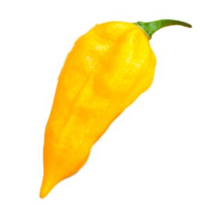 SEMI ISOLATI PEPERONCINO FATALII YELLOW CHINENSE
