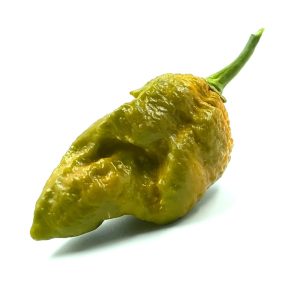 SEMI ISOLATI PEPERONCINO GATOR JIGSAW MUSTARD