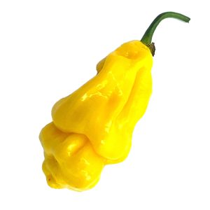 SEMI ISOLATI PEPERONCINO GORONONG YELLOW MALAYSIAN