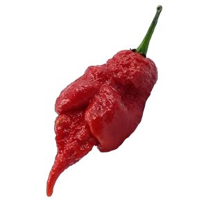 SEMI ISOLATI PEPERONCINO JAY'S RED GHOST SCORPION