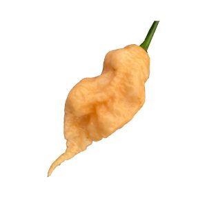 SEMI ISOLATI PEPERONCINO JAY'S PEACH GHOST SCORPION