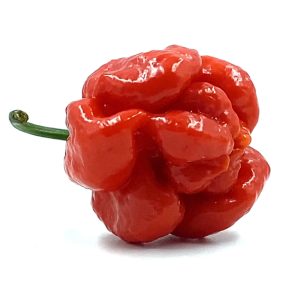SEMI ISOLATI PEPERONCINO MORUGA SCORPION RED