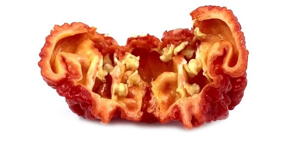 SEMI ISOLATI PEPERONCINO MORUGA SCORPION RED - immagine 3