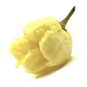 SEMI ISOLATI DI PEPERONCINO MORUGA WHITE STINGER