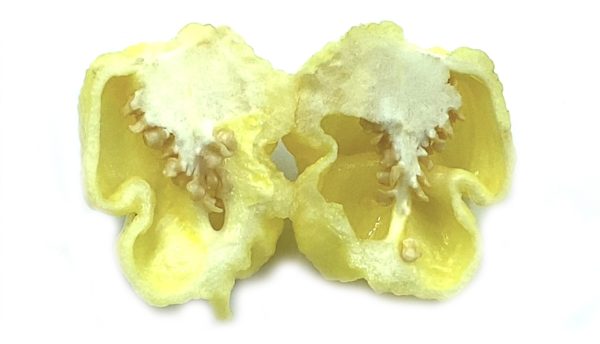 SEMI ISOLATI DI PEPERONCINO MORUGA WHITE STINGER - immagine 3