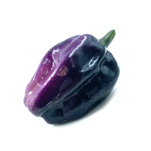 SEMI ISOLATI PEPERONCINO PIMENTA LISA CHINENSE