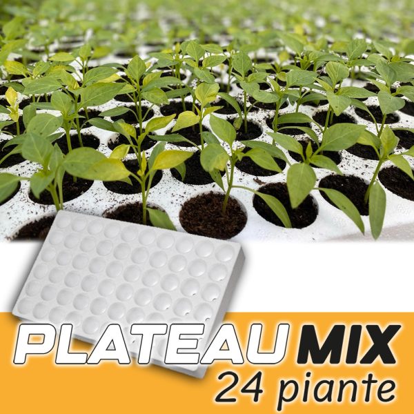PIANTA DI PEPERONCINO SUPER HOT PLATEAU PLANT MIX 24