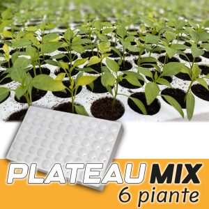 PIANTA DI PEPERONCINO SUPER HOT PLATEAU PLANT MIX 6