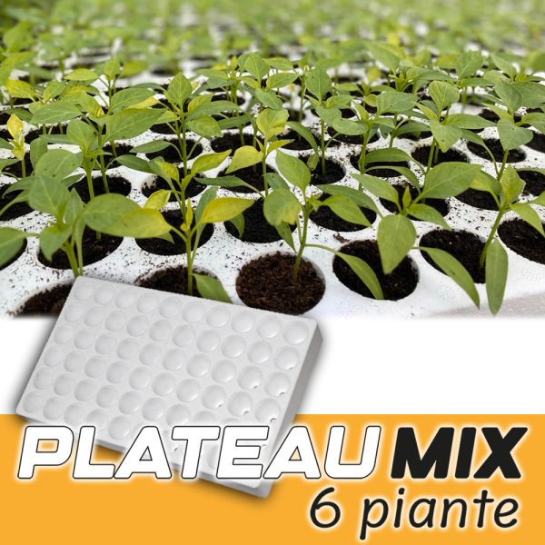 PIANTA DI PEPERONCINO SUPER HOT PLATEAU PLANT MIX 6