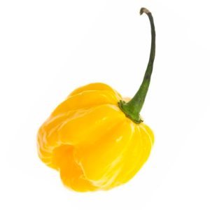 SEMI ISOLATI PEPERONCINO SCOTCH BONNET YELLOW