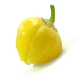 SEMI ISOLATI DI PEPERONCINO SUGAR RUSH CREAM BACCATUM