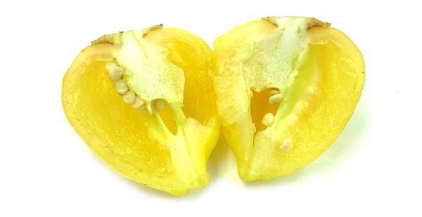 SEMI ISOLATI DI PEPERONCINO SUGAR RUSH CREAM BACCATUM - immagine 3