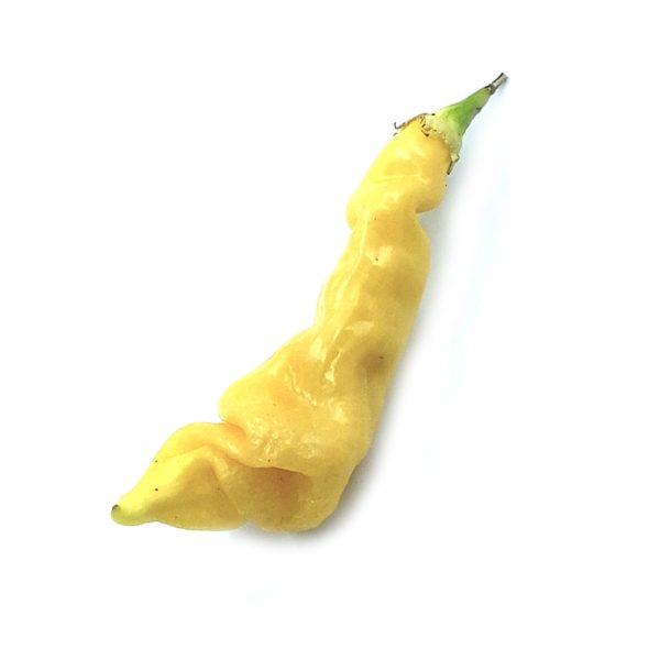 SEMI ISOLATI DI PEPERONCINO SUGAR RUSH PEACH BACCATUM
