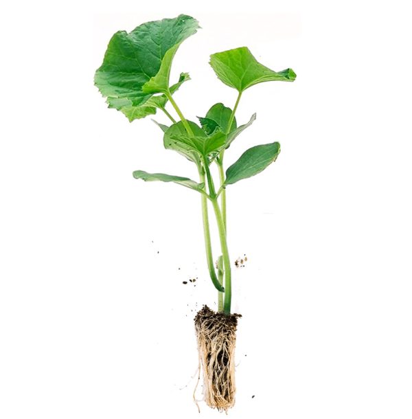 PIANTA DI ZUCCHINI DA ORTO RIGAS - immagine 2