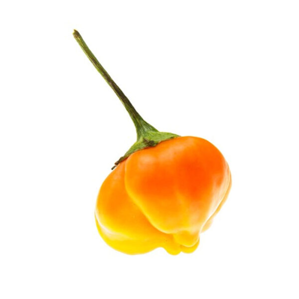 PIANTA DI PEPERONCINO BACCATUM AJI BRAZILMA MANGO - immagine 2
